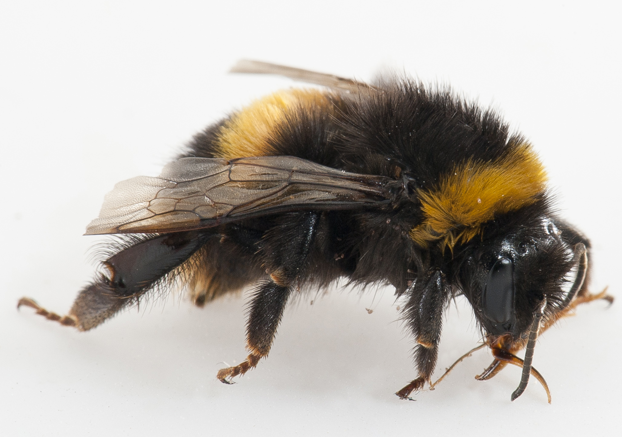 bumble-bee-agriculture-and-food-erofound